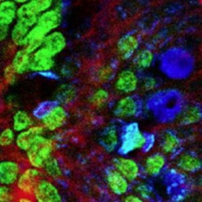 熒光濾光片里面說(shuō)的熒光是什么光？